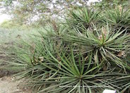 Mohave Yucca