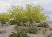 Sonoran Palo Verde, 'AZT'