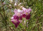 Desert Willow 'AZT Bi-Color'