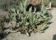 Cow Tongue Prickly Pear