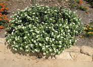 White Trailing Lantana