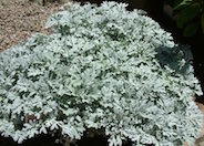 Dusty Miller, Beach Sage