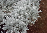 Dusty Miller, Italian Dusty Miller