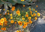 Annual African Daisy, Cape Marigold