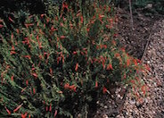 Pine-Leaf Penstemon