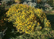 Perennial Marigold, Copper Canyon D