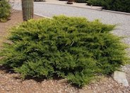 Scandia Juniper