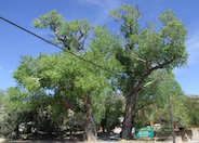 Fremont or Western Cottonwood