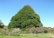 Leyland Cypress