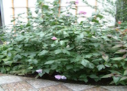 Rose Of Sharon, Shrub Althaea