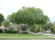 Chinese Elm, Chinese Evergreen Elm