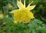 Golden Columbine