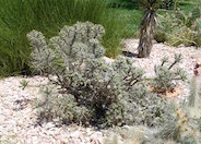 Diamond Cholla