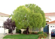 Navajo Willow, Globe Willow