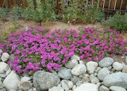 Common Verbena