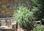 Porcupine Grass