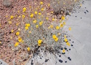 Desert Marigold